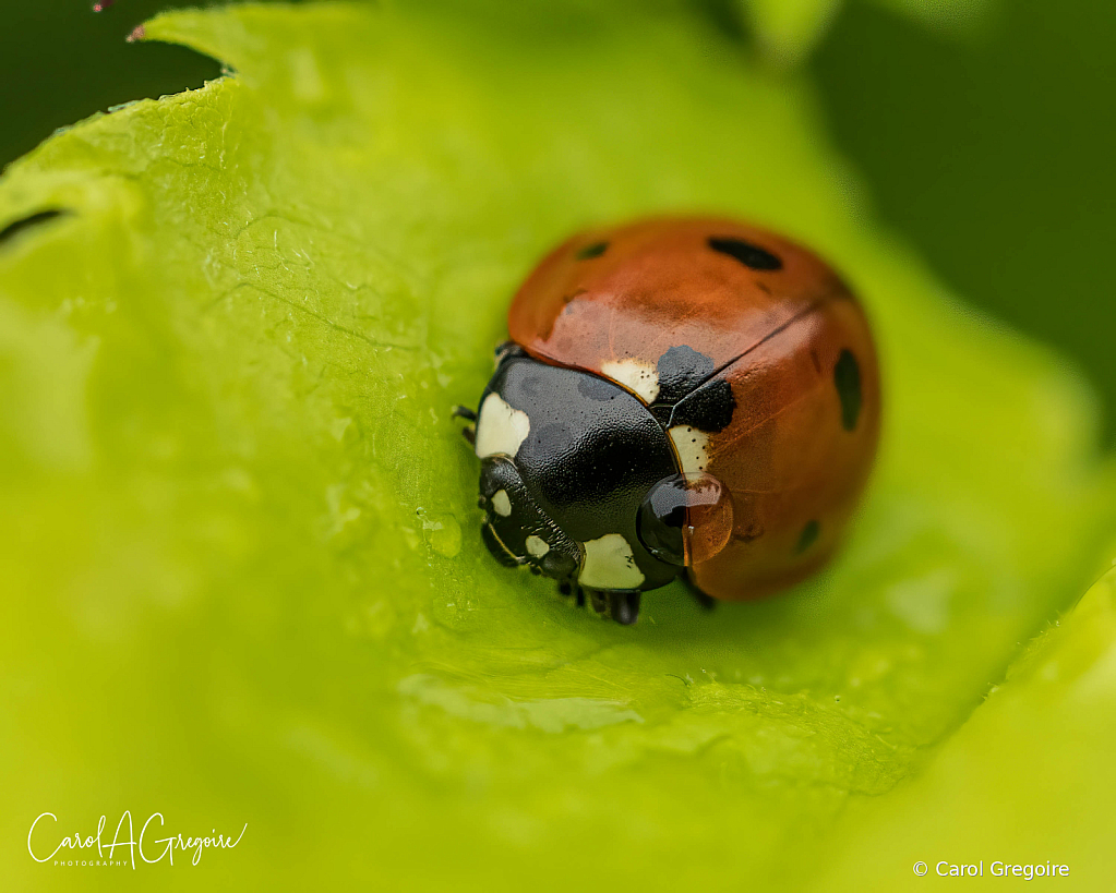 Waterdrop on a Ladybug