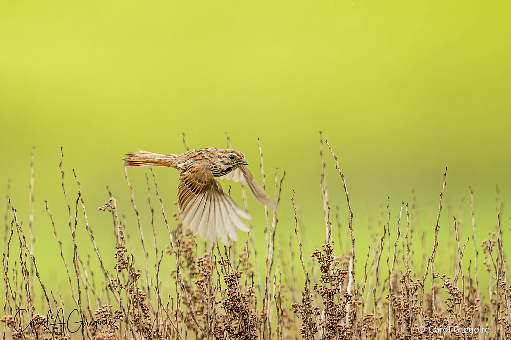 Sparrow in the Meadow