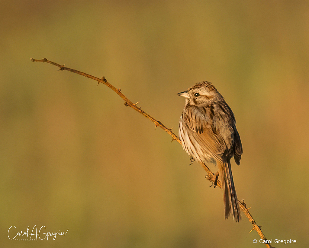 Song Sparrow