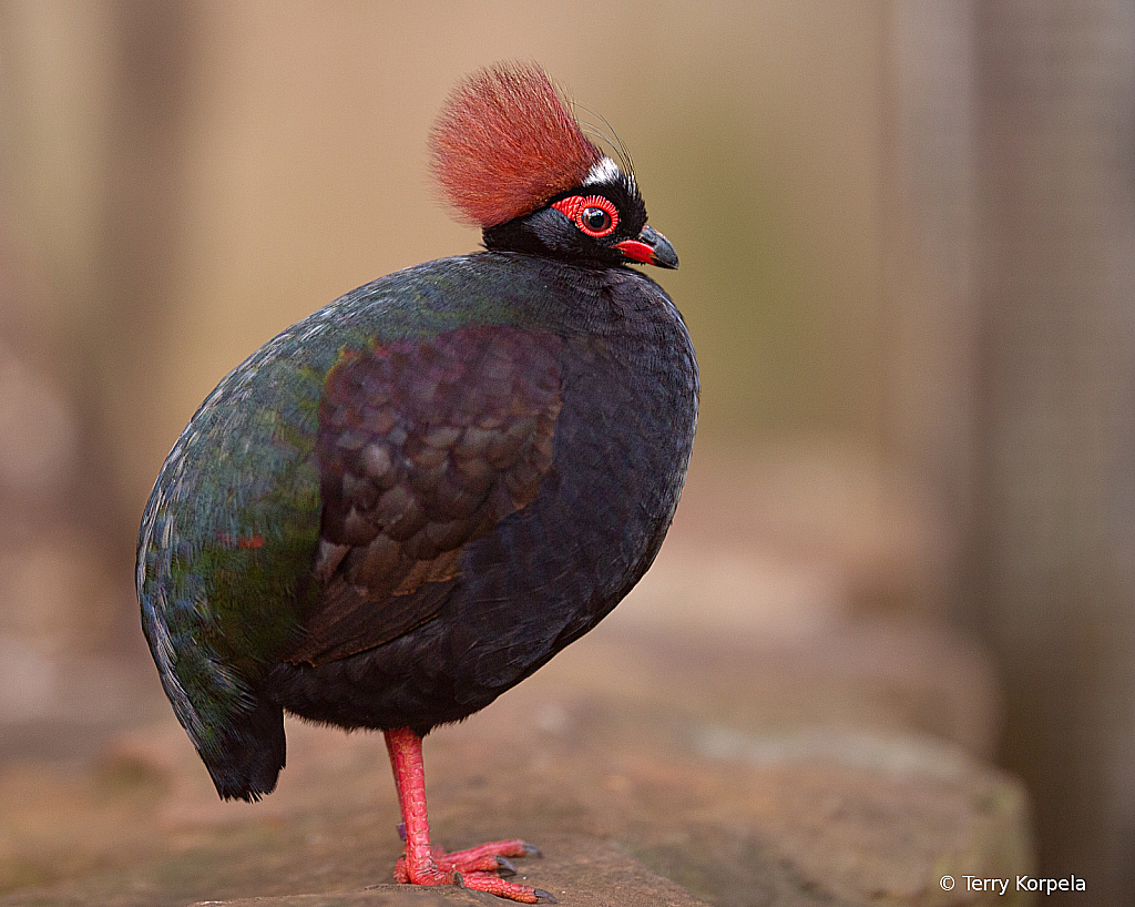 Crested Wood-partridge (male)
