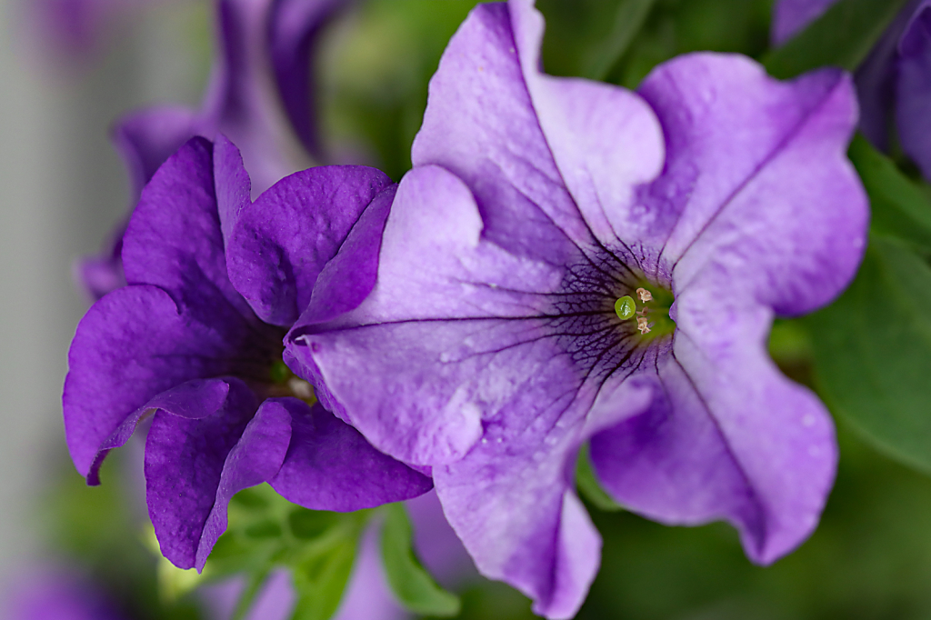 Purple Petunias
