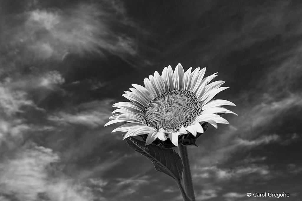 BW Sunflower