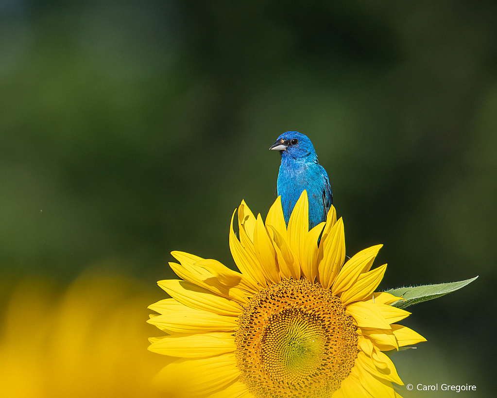 Checking out the Sunflowers