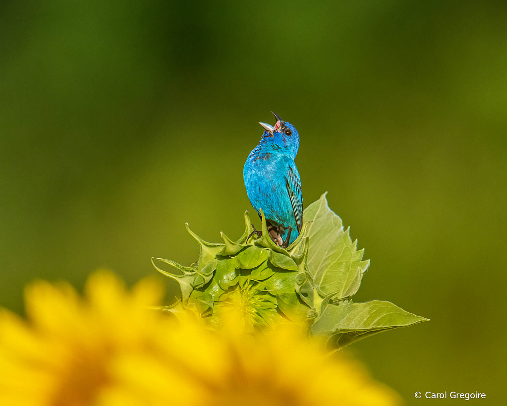 Bunting Bird Song