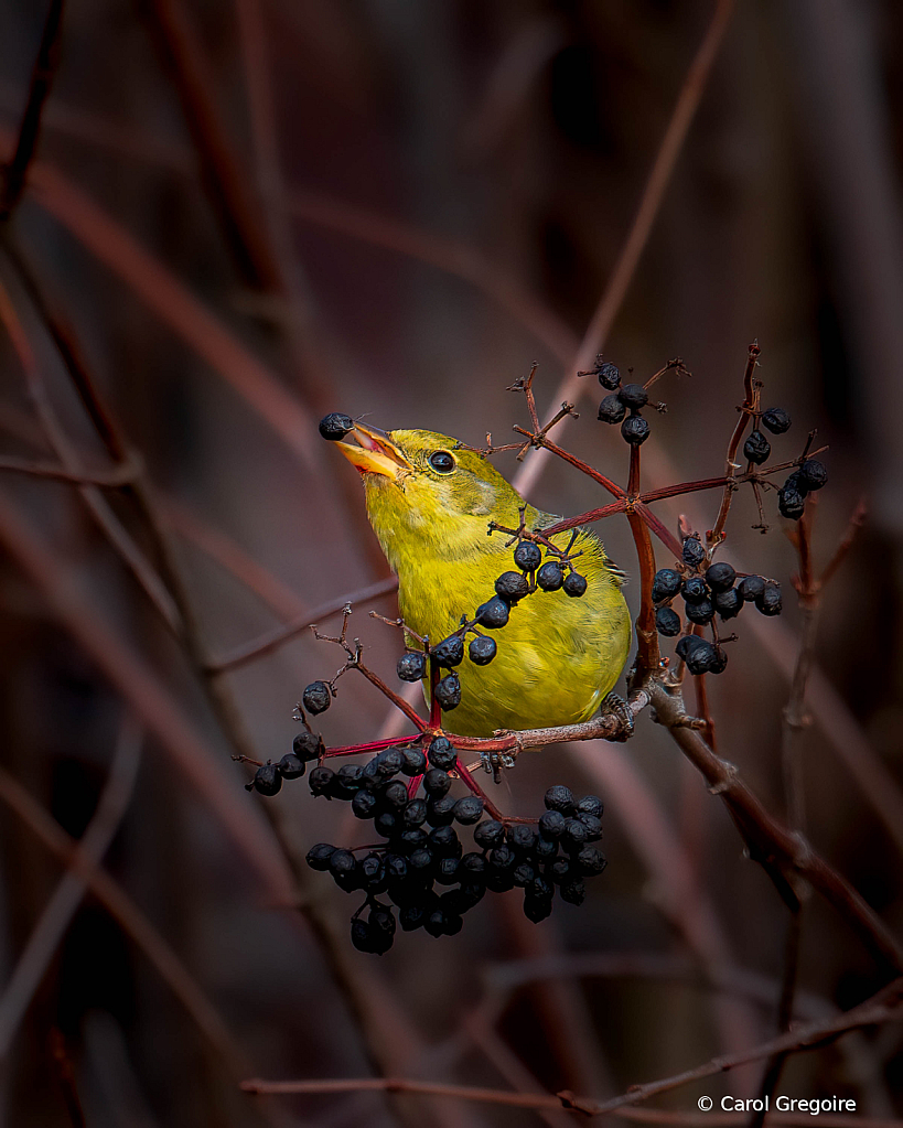 Visiting Western Tanager