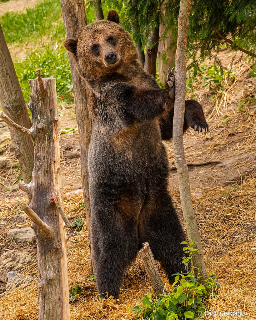 Tree Hugger