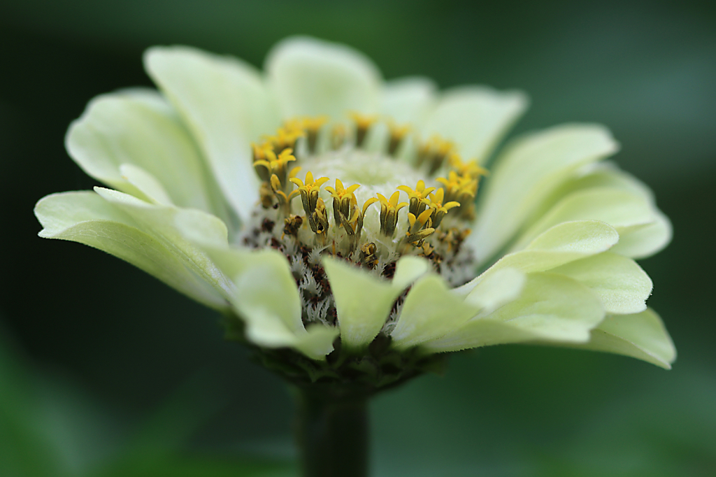 Lime Zinnia