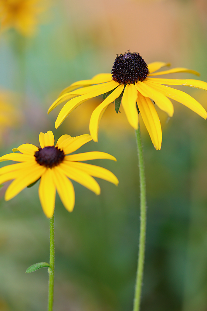 Black-Eyed Susan