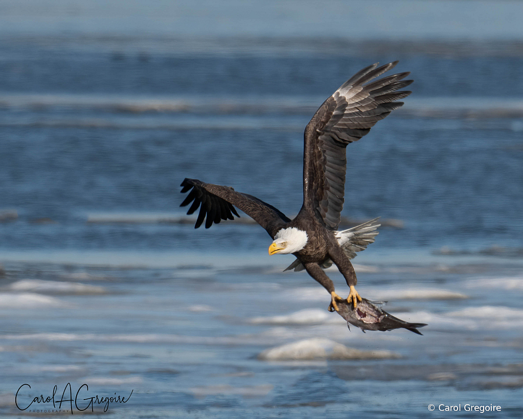 Fishing Eagle
