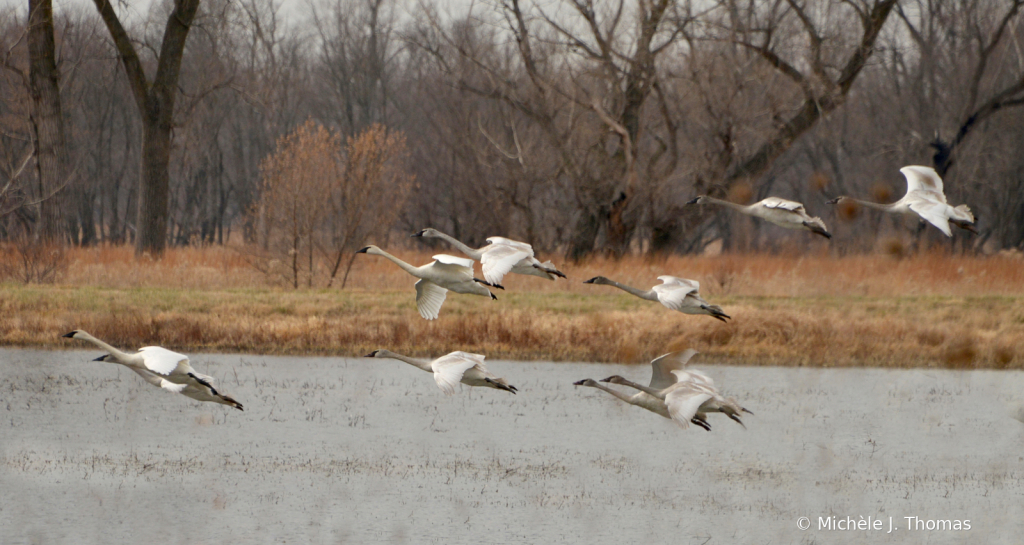 Trumpeter Swans in Flight!!