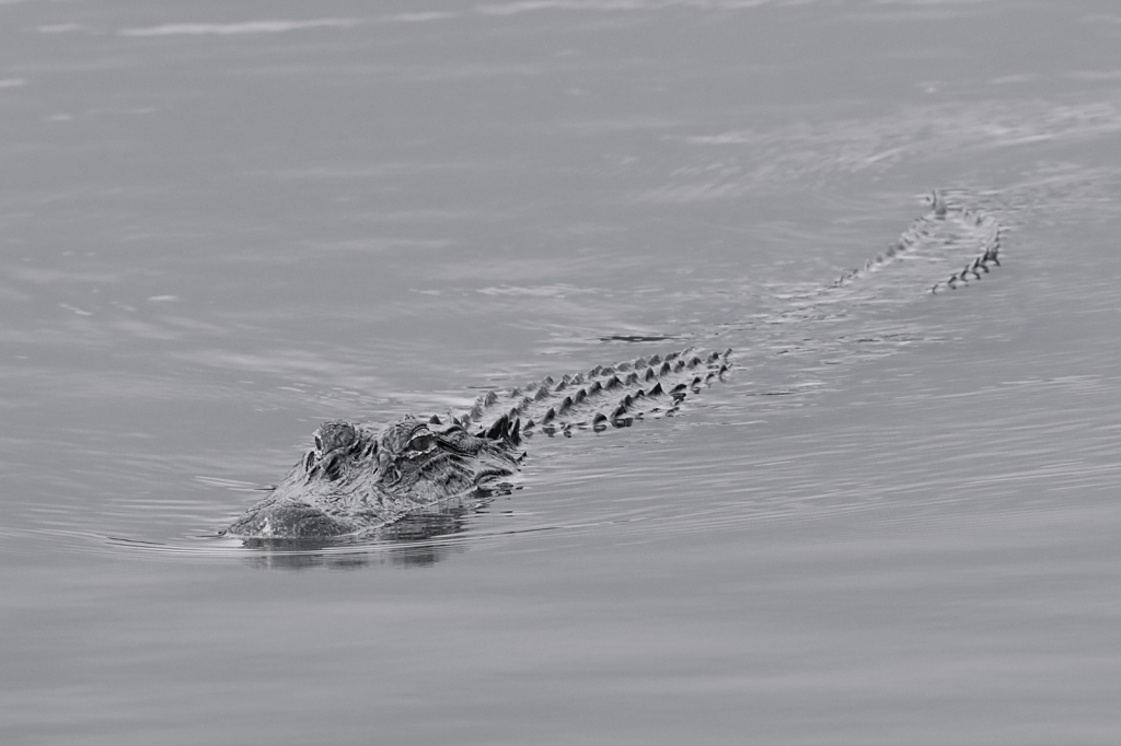 Alligator