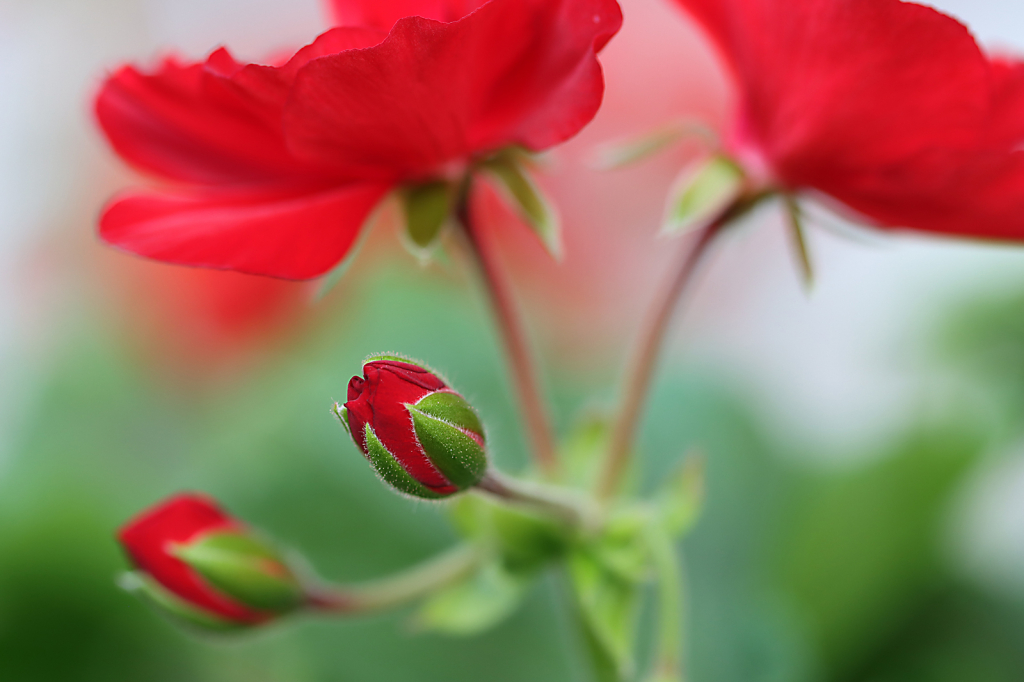 Red Geraniums