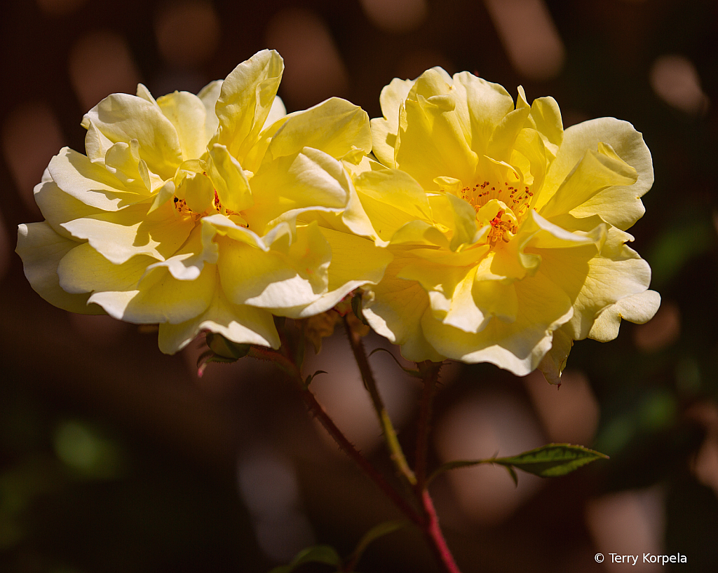 A Pair of Roses