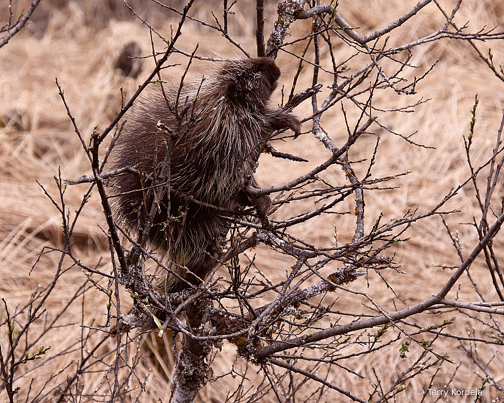 Porcupine in Juneau Alaska