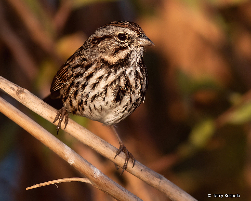 Song Sparrow