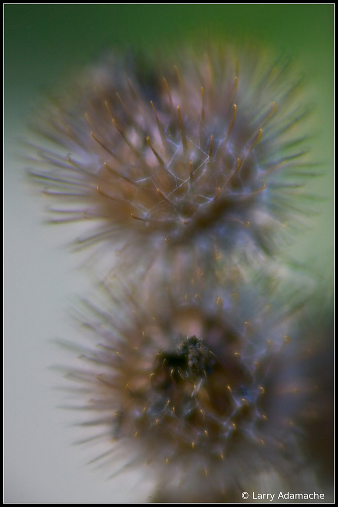 Pine Cones, 3994