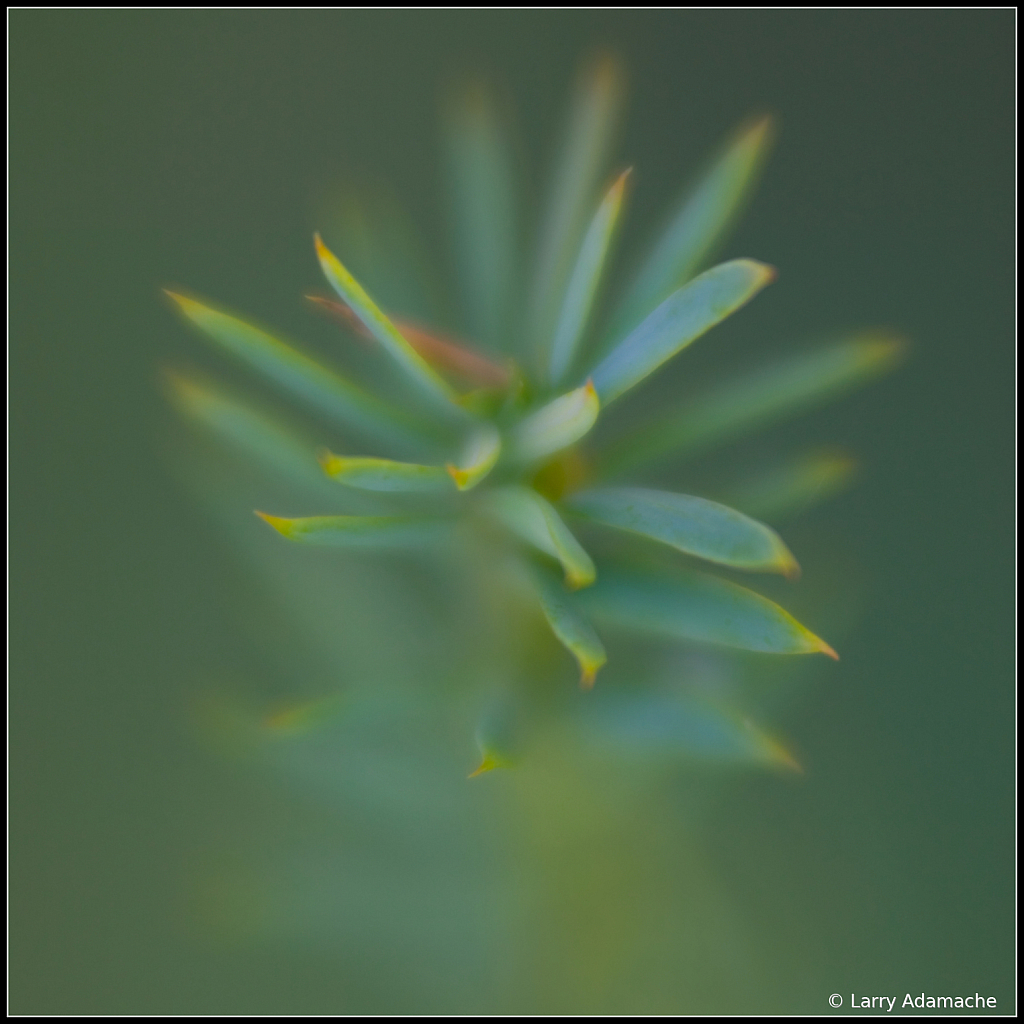 Pine Cones, 3995