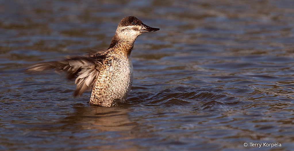 Flapping About!