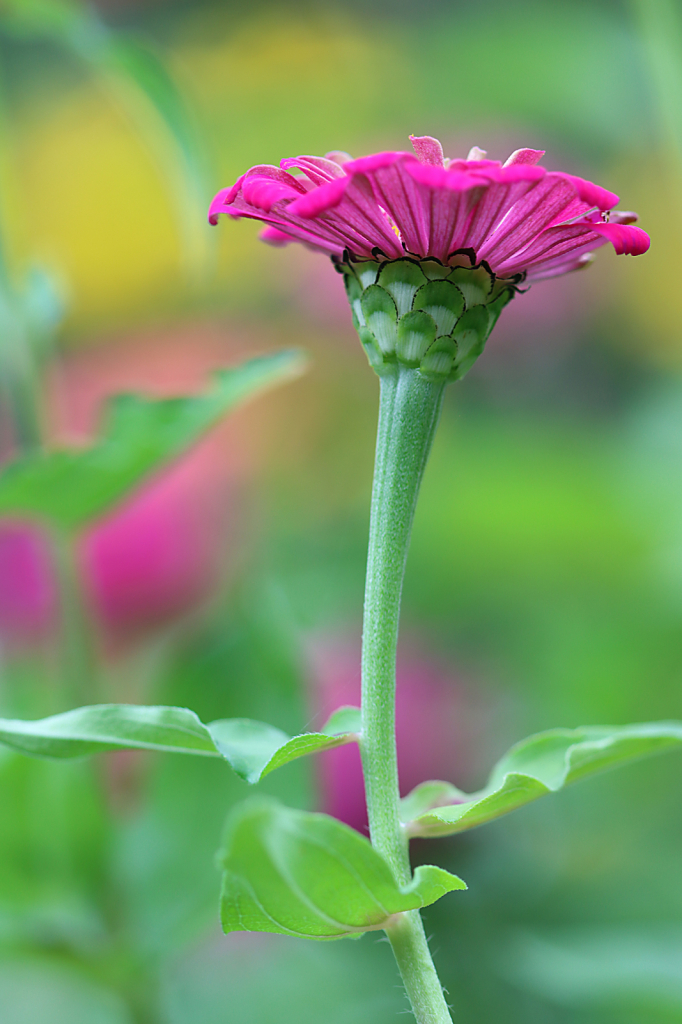 Zinnia