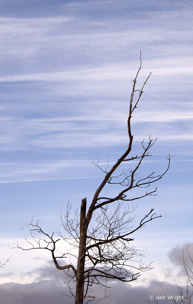 Broken Tree Rising