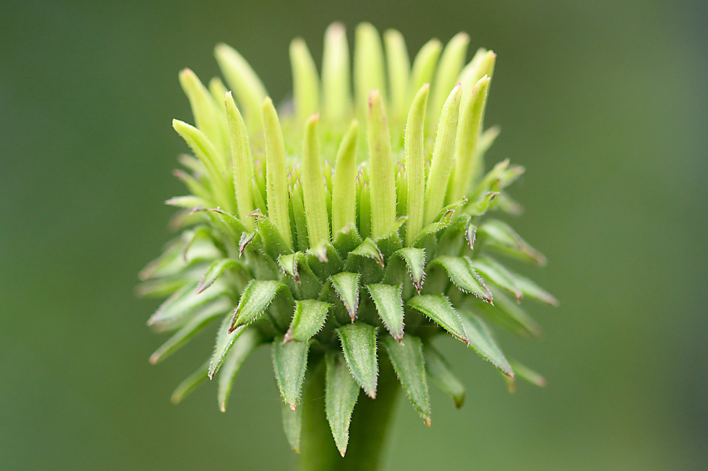 Coneflower Bud