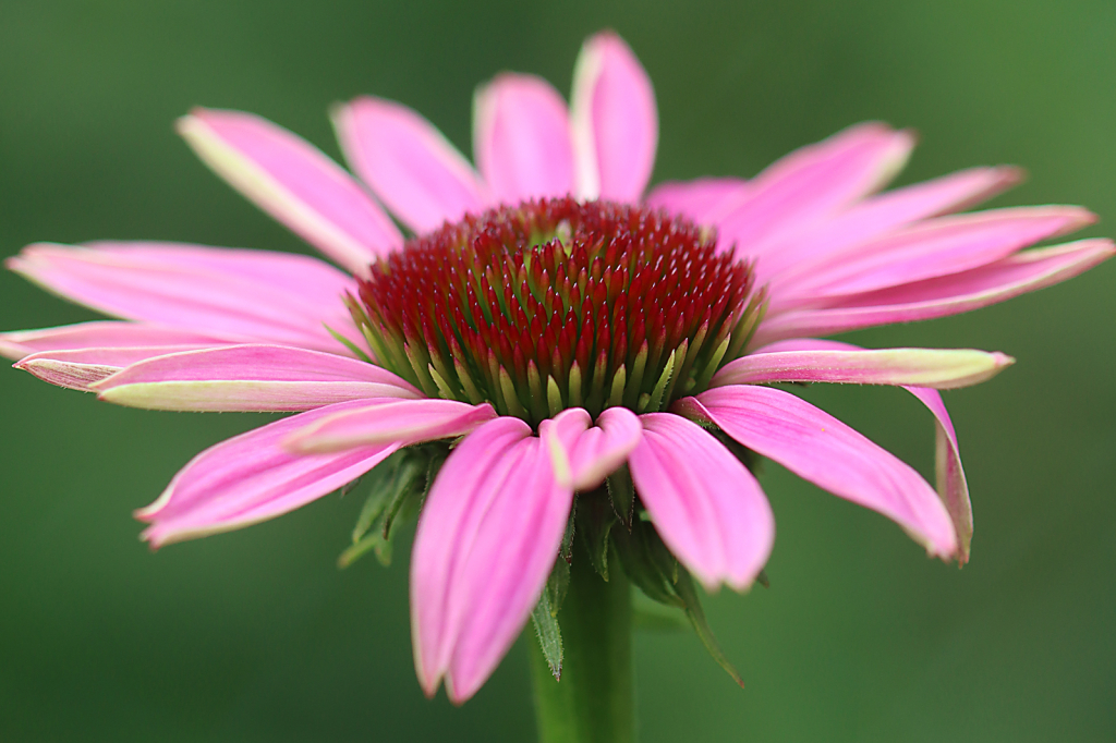 Coneflower