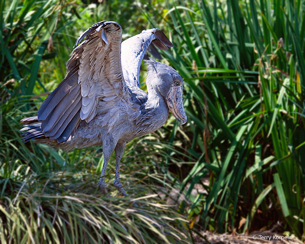 Shoebill Stork