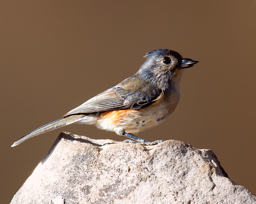 Tufted Titmouse