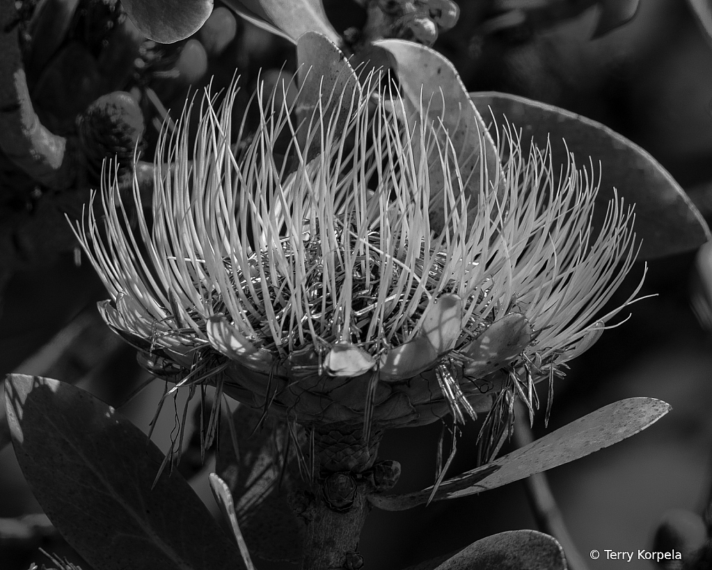Santa Cruz Botanical Garden B&W