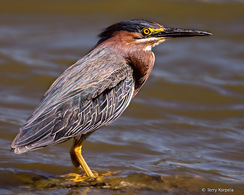 Green Heron