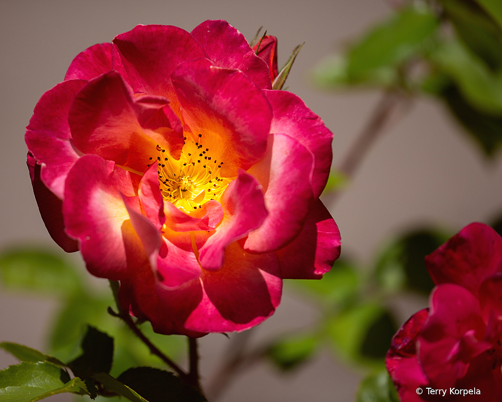 A Nice Rose