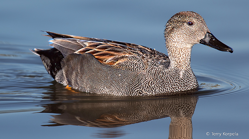 Gadwall