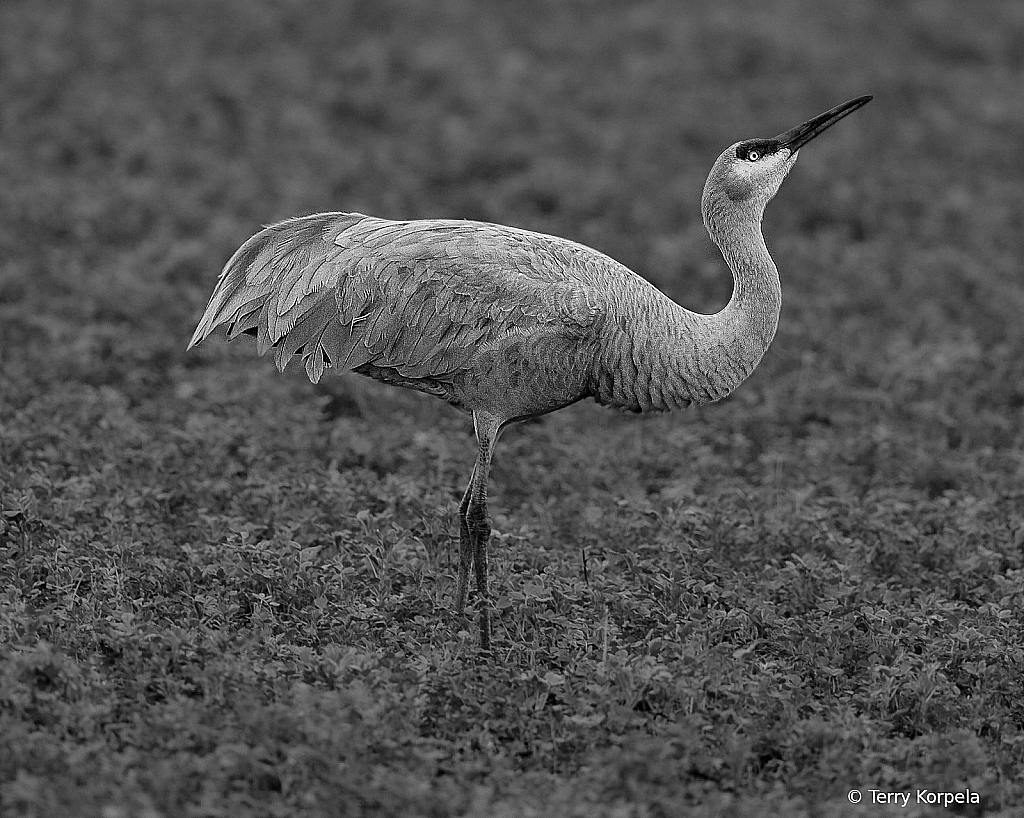 SandHill Crane B&W