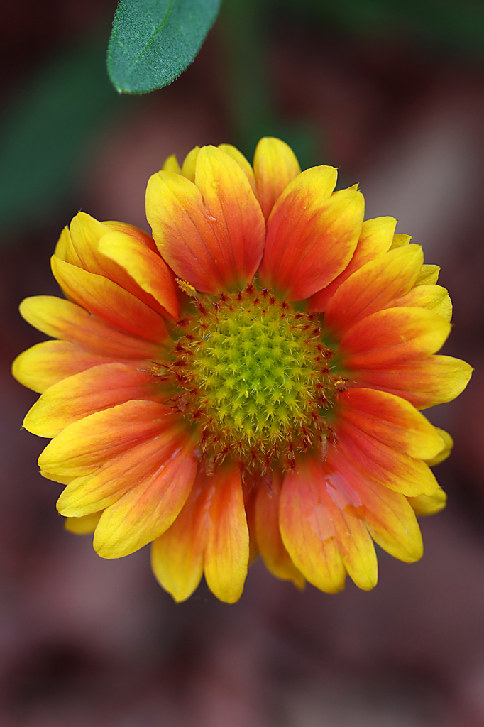 Blanket Flower