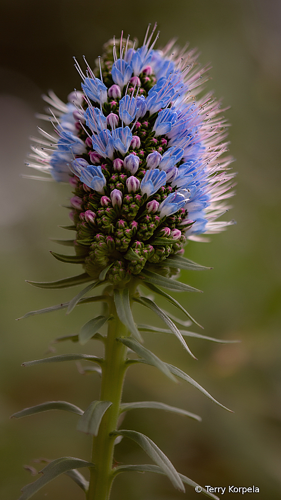 Berkeley Botanical Garden 