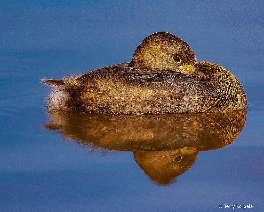 Pied-bill Grebe