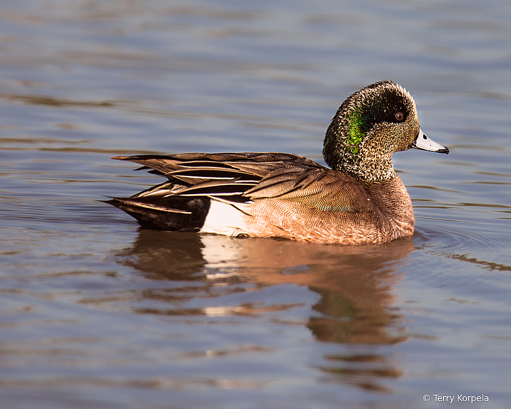 American Widgeon