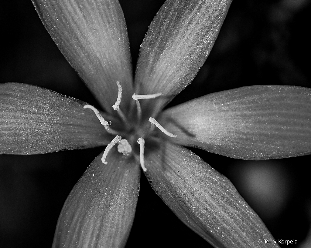 Berkeley Botanical Garden 