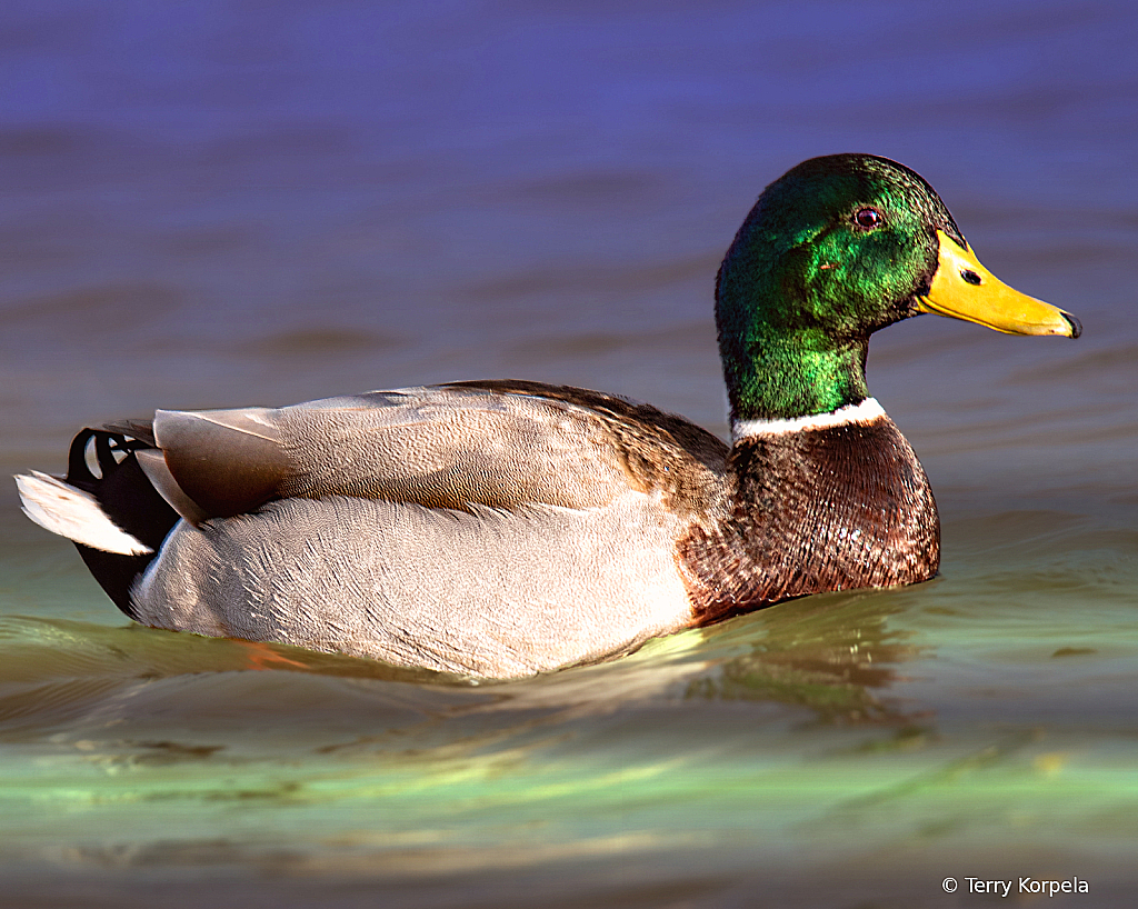 Mallard
