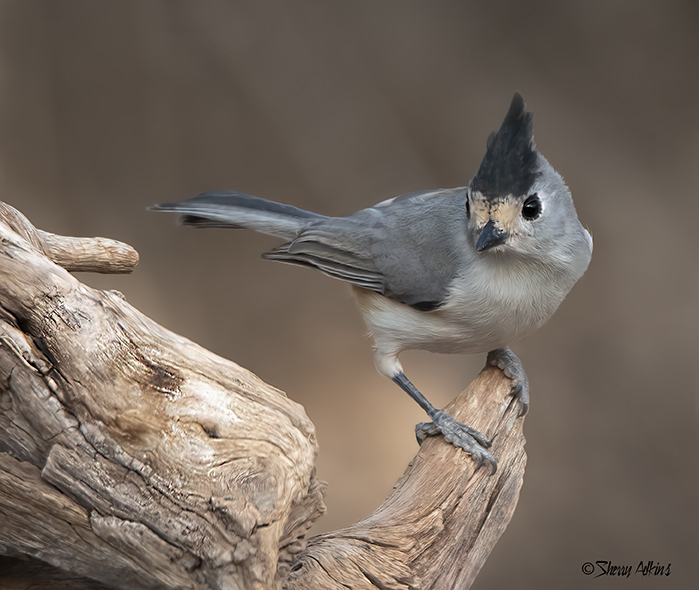 Black-crested Titmouse