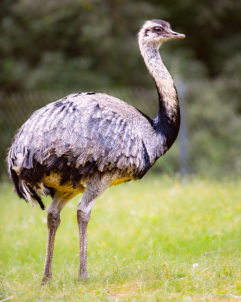 Greater Rhea