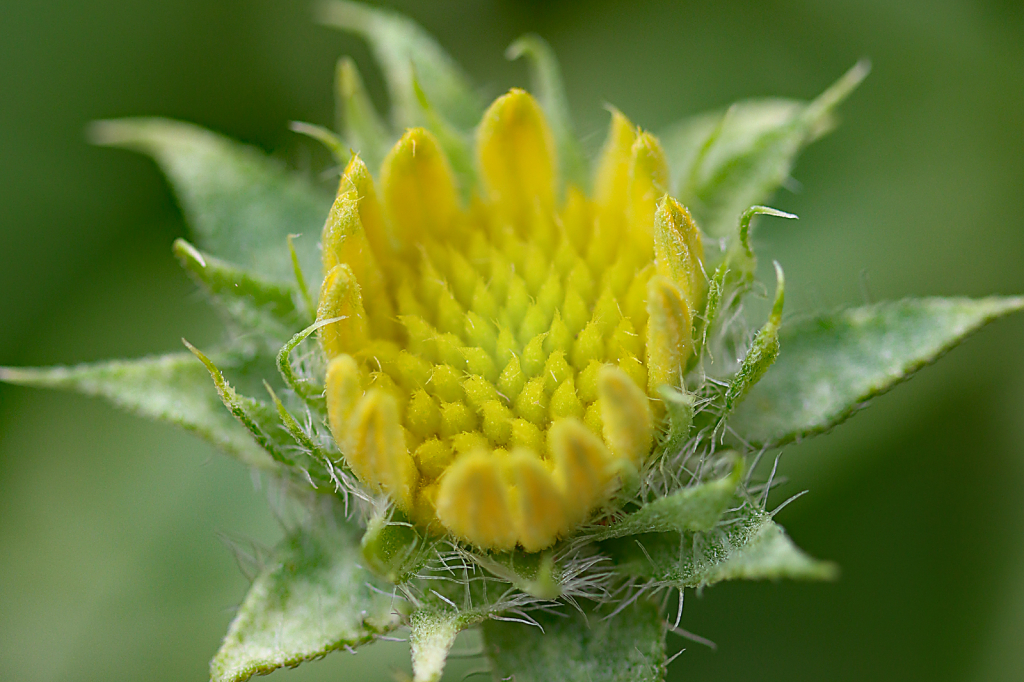 Yellow Blanket Flower