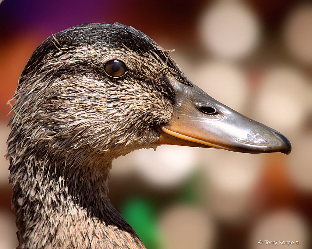 Just Another Young Quacker!