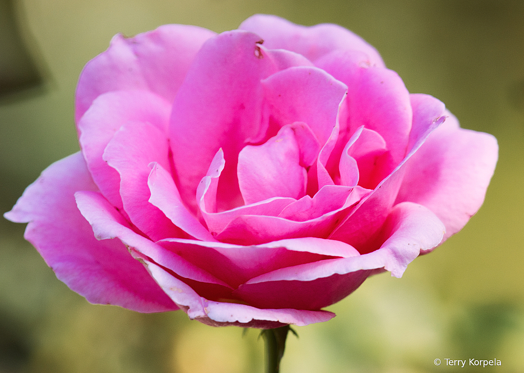A Nice Rose