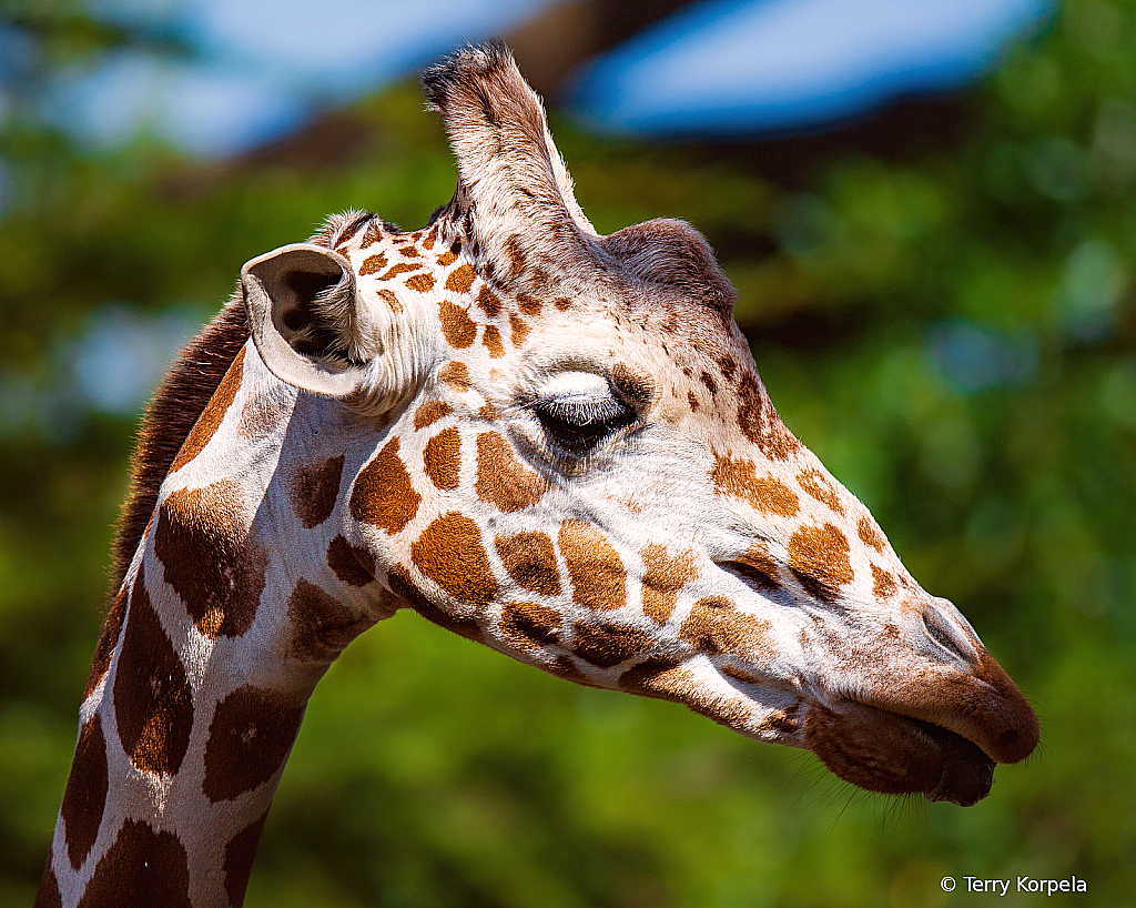 Giraffe