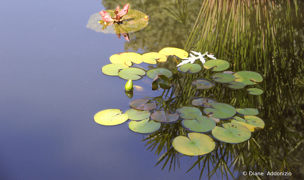 Lily Pad