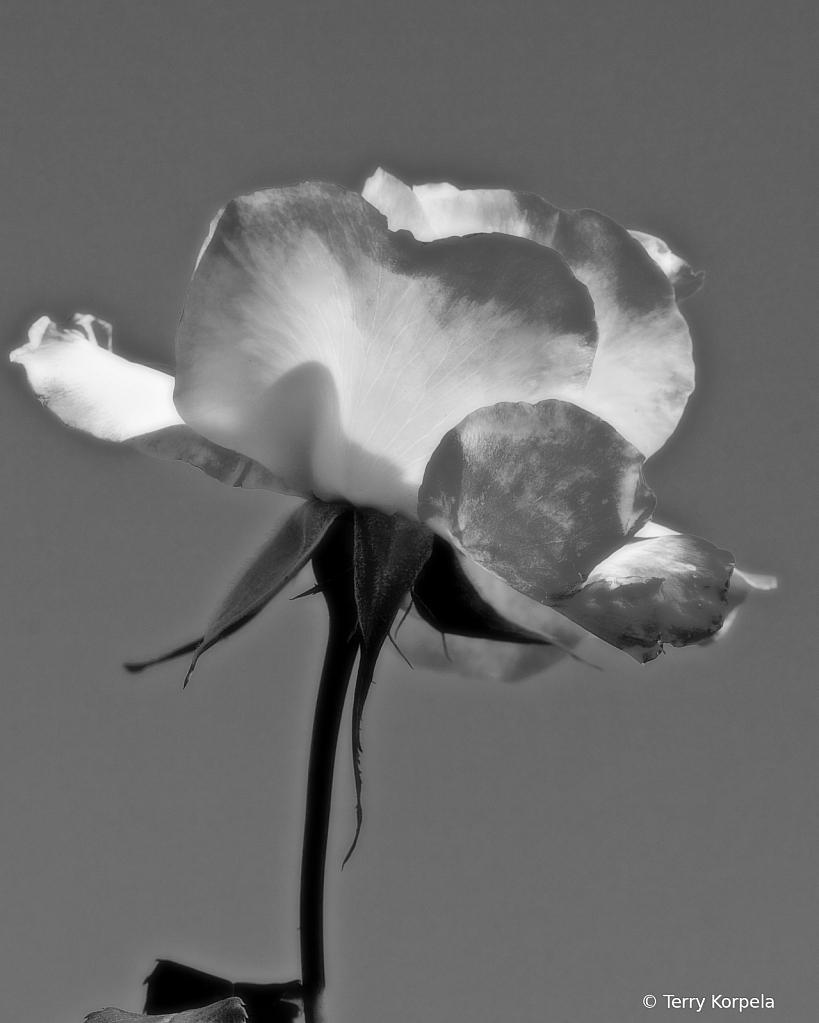A Nice Rose B&W