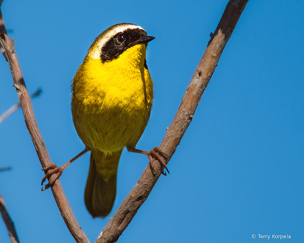 Common Yellowthroat