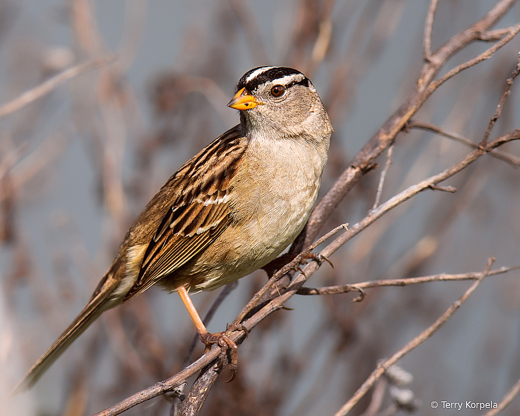 White-crowned Sparrow