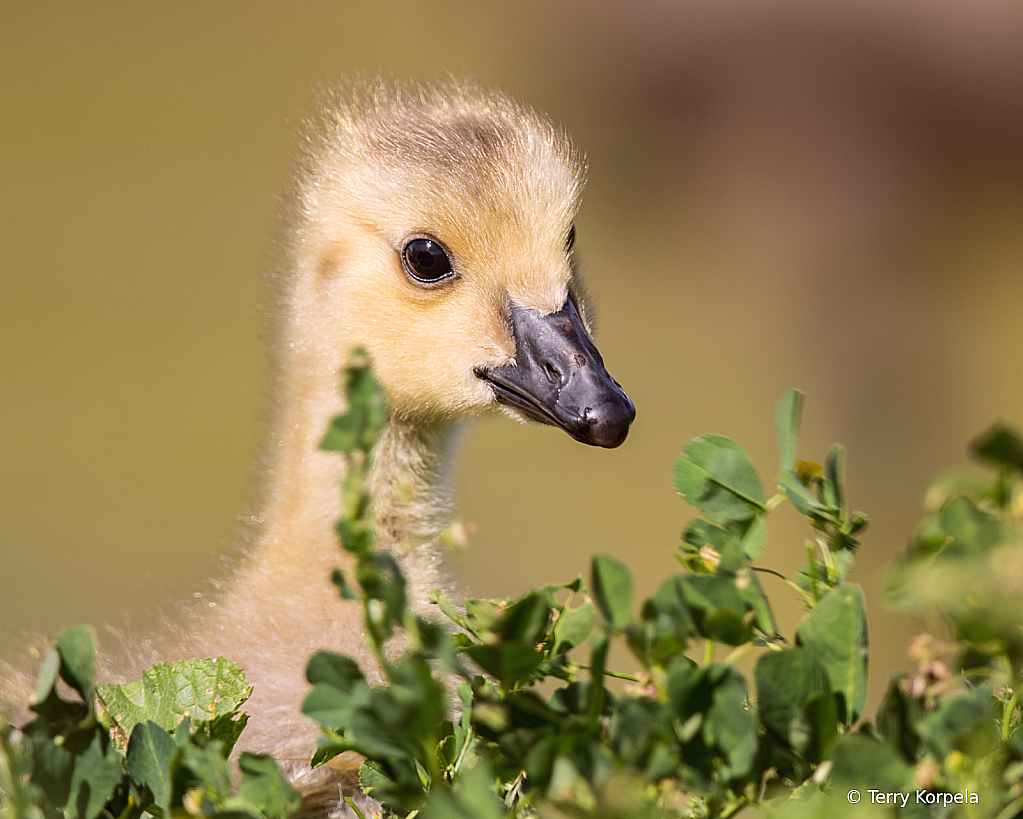Pop Up Gosling!!